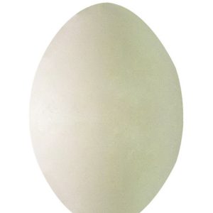 Huevos de Plastico para Psitacidas SISAL FIBRE