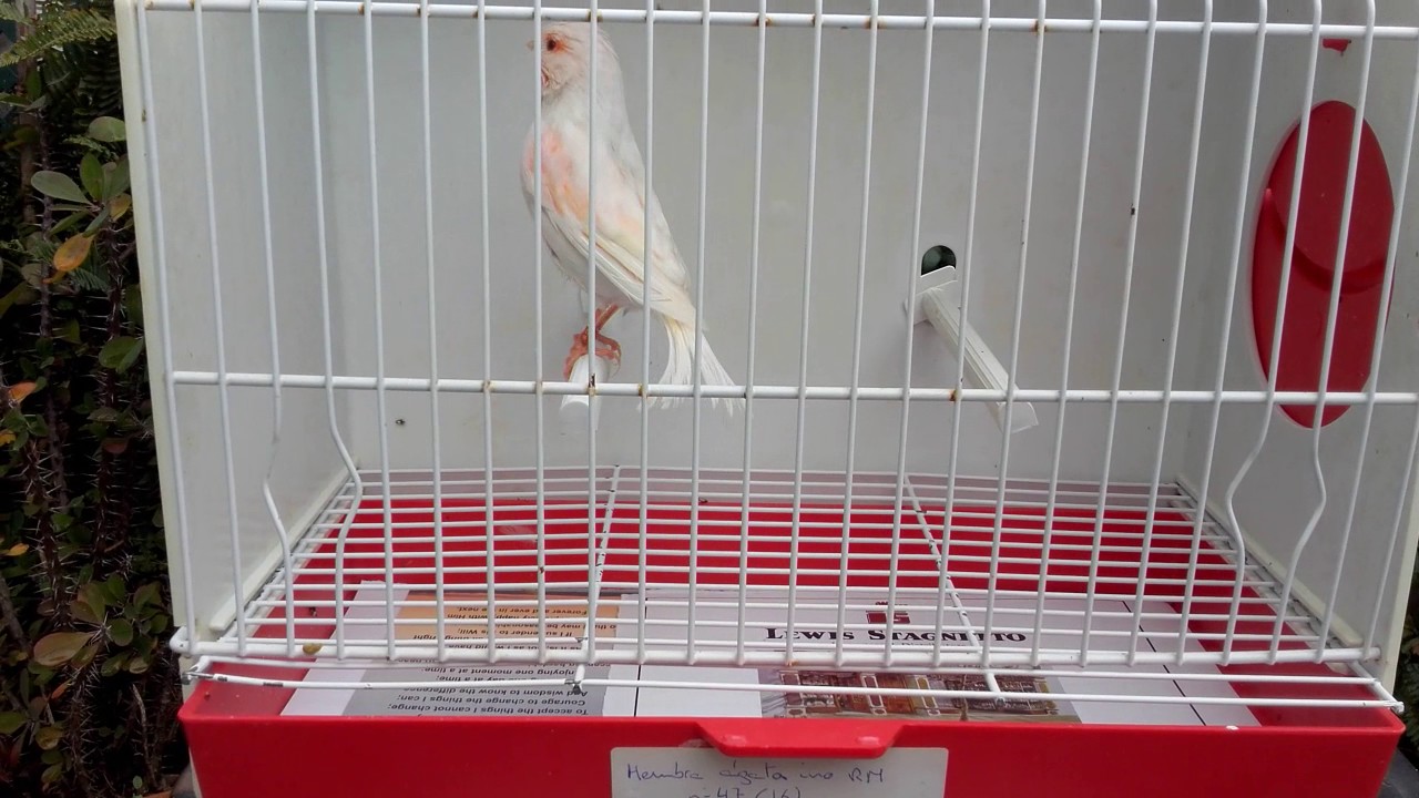 Canarios cobalto rojo mosaico Pájaros. Compra venta de pájaros, jaulas y  accesorios